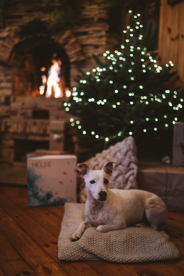 A cozy living room with a Christmas tree, fireplace, and dog, creating a warm holiday ambiance.